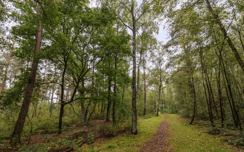 B&B Veluwe ontdek de omgeving